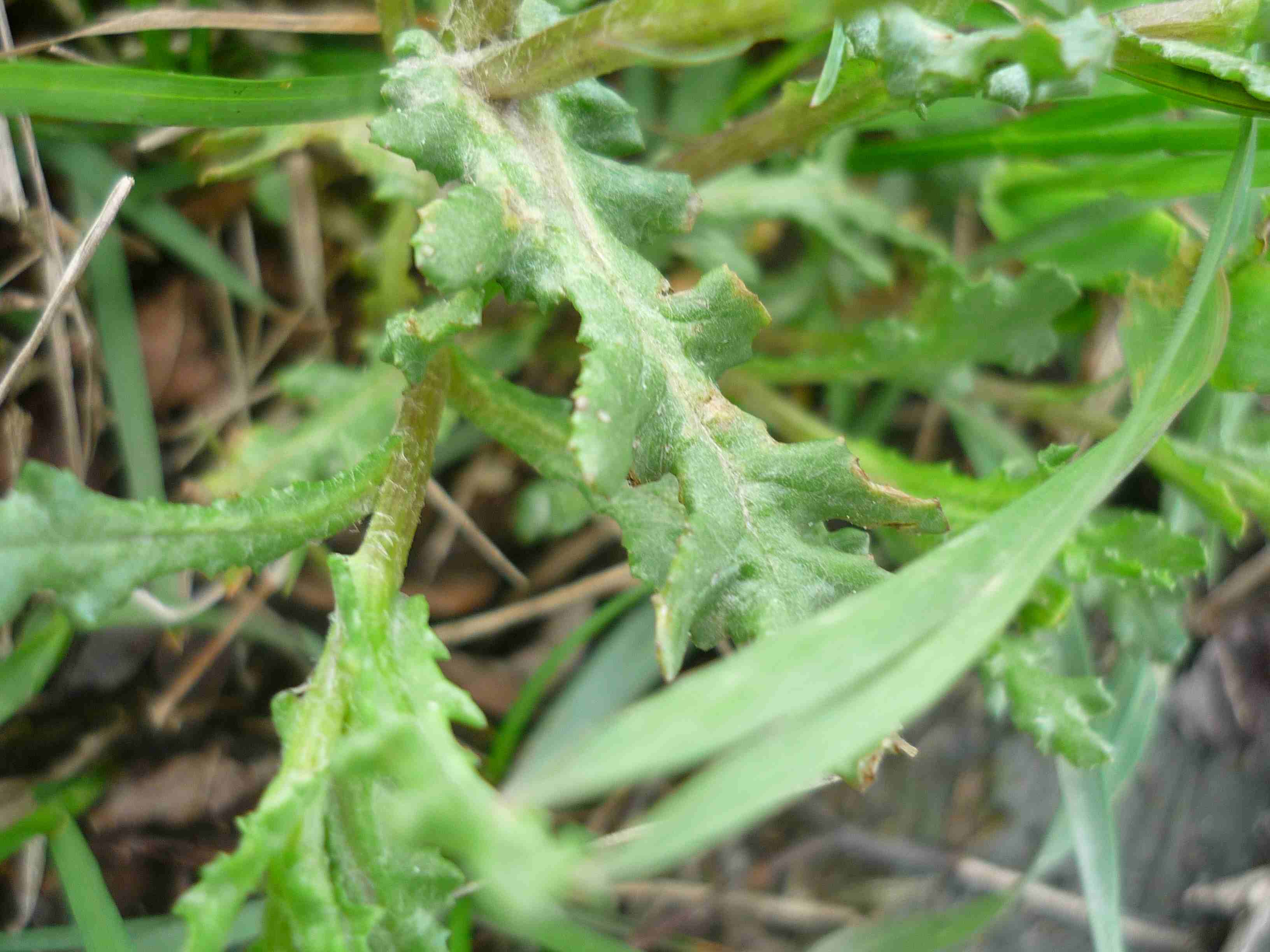 Senecio vulgaris